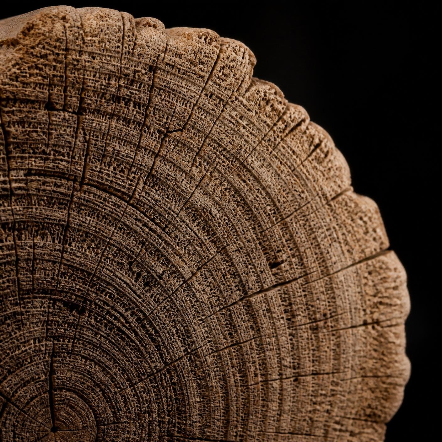 Macro detail of oak end grain